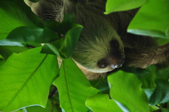 Encontro com uma preguiçosa bicho-preguiça mascarada no Parque Nacional de Manuel Antonio, no litoral do Oceano Pacífico, na Costa Rica